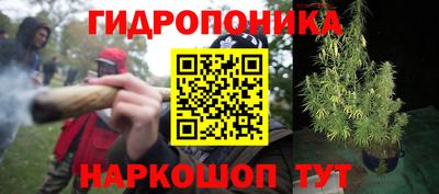 шишки Можга